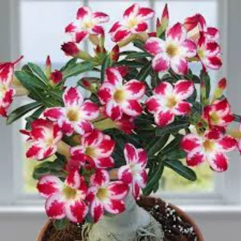adenium plant (34)-3870380-87471.webp